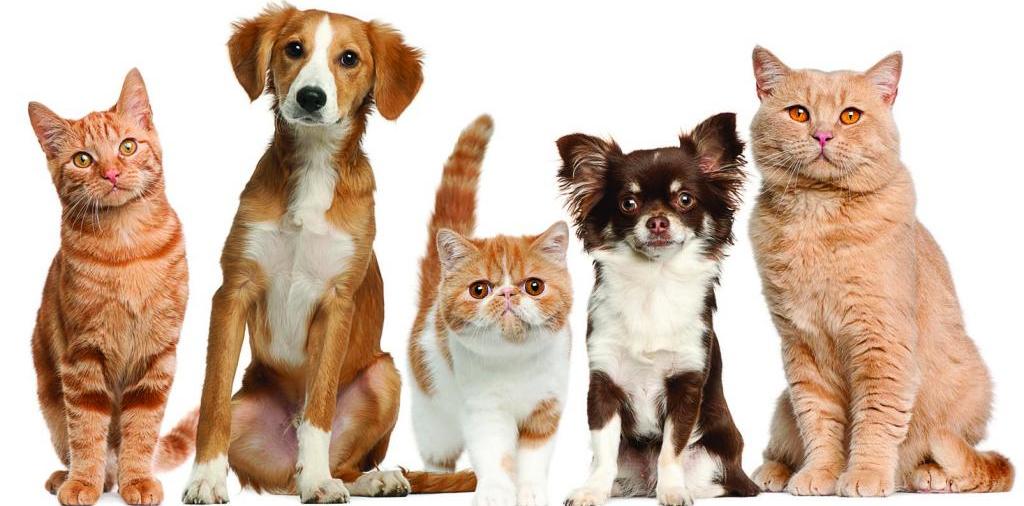 Доска объявлений о животных | ЗооТом - продажа, вязка и услуги для животных в Пудоже