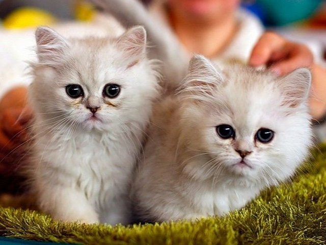 Породы кошек в Пудоже | ЗооТом портал о животных