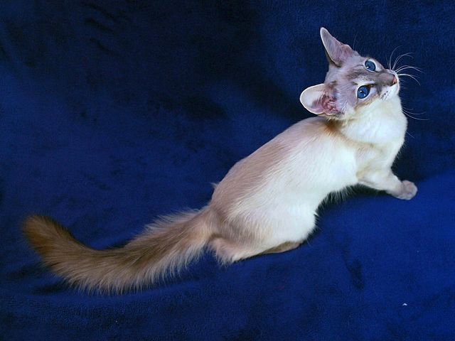 Выведенные породы кошек в Пудоже | ЗооТом портал о животных