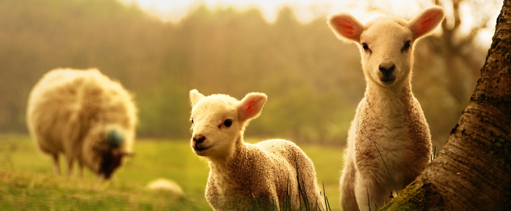 Объявления о сельскохозяйственных животных | ЗооТом - продажа, вязка и услуги для животных в Пудоже