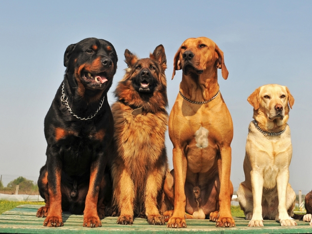 Крупные породы собак в Пудоже | ЗооТом портал о животных